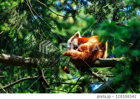Red Panda Curled Up Comfortably on a Tree Branch Amidst Lush Green Foliage, Daytime 128108342