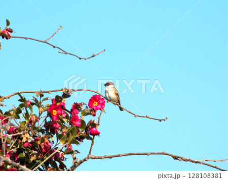 青空をバックに小枝に留まるイエスズメ 128108381