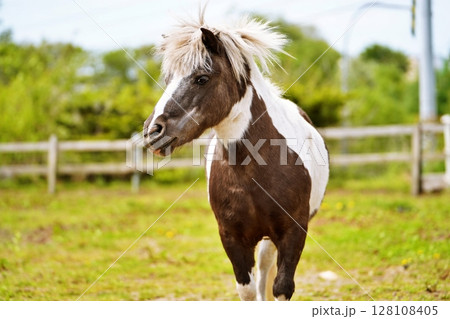 北海道の観光牧場の馬 128108405