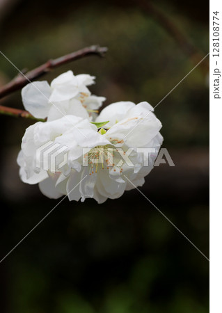 桃の花　ハナモモ 128108774