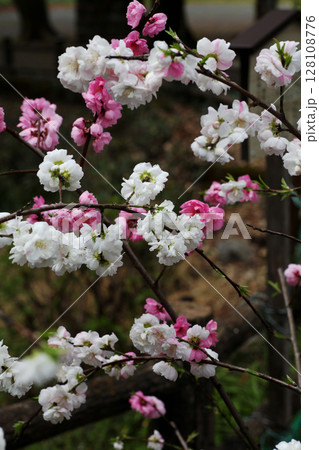 桃の花　ハナモモ 128108776