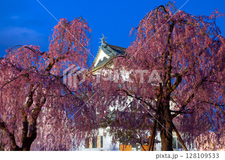 青森県弘前市下白銀町弘前公園 ベニシダレザクラなどの夜桜ライトアップに囲まれた弘前城天守閣夜景 青森県弘前市下白銀町弘前公園 ベニシダレザクラなどの夜桜ライトアップに囲まれた弘前城天守閣夜景 128109533