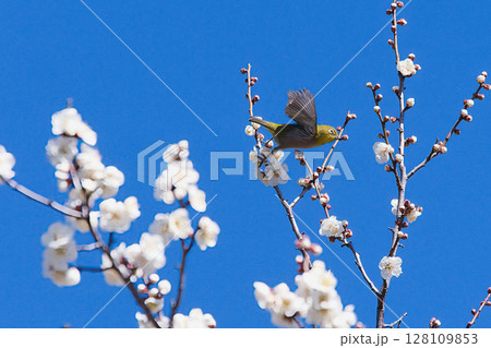 梅の蜜を求め飛ぶメジロ 128109853