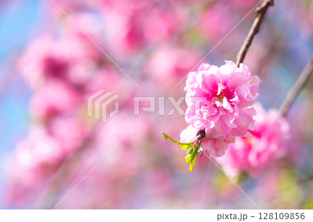 春の訪れを告げる河津桜 128109856