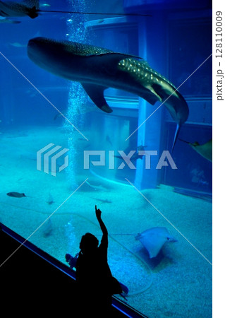 水族館の水槽を泳ぐジンベエザメと子供 水族館の水槽を泳ぐジンベエザメと子供 128110009