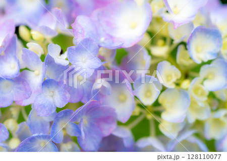 【梅雨素材】アジサイの花と雨の水滴・マクロ撮影【長野県】 【梅雨素材】アジサイの花と雨の水滴・マクロ撮影【長野県】 128110077