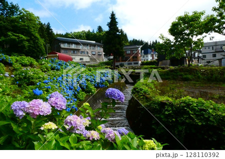 あじさい寺 高源院の紫陽花 あじさい寺 高源院の紫陽花 128110392