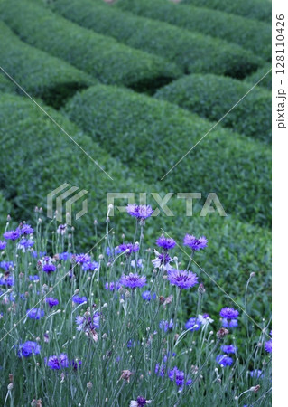 花と茶畑 128110426