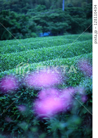 花と茶畑 花と茶畑 128110434