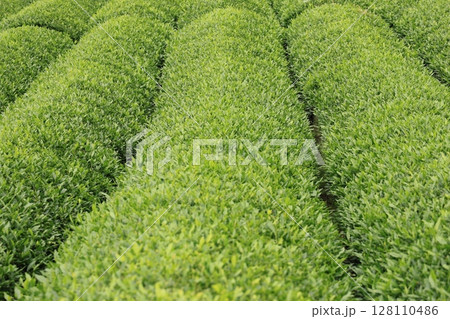 茶畑 茶畑 128110486