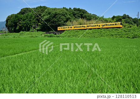 水田の横を走る三岐鉄道の北勢線の電車 128110513