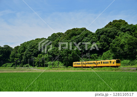 水田の横を走る三岐鉄道の北勢線の電車 水田の横を走る三岐鉄道の北勢線の電車 128110517