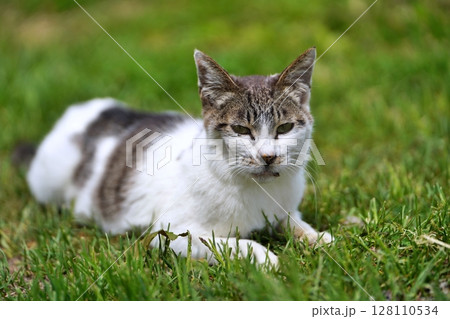 ねこ 128110534
