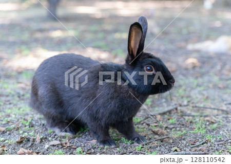 大久野島の黒い子うさぎ 大久野島の黒い子うさぎ 128110542
