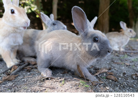 一斉に驚く大久野島のウサギ 128110543
