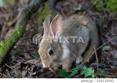 山の中で食事中の大久野島の子うさぎ 128110561