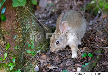 大久野島の子うさぎの大冒険 大久野島の子うさぎの大冒険 128110566