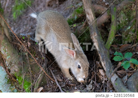 大久野島の子うさぎの大冒険 大久野島の子うさぎの大冒険 128110568