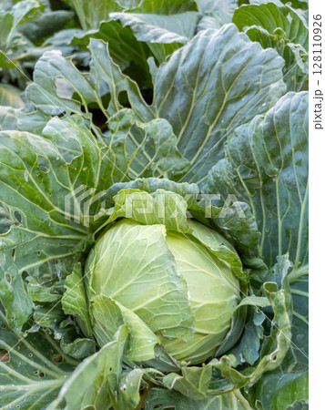 Organic Cabbage Ready for Harvest in the Field. Organic Cabbage Ready for Harvest in the Field. 128110926