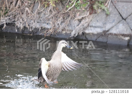 羽をひろげているカルガモ 128111018