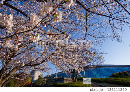 横浜国際プールの桜 128111230