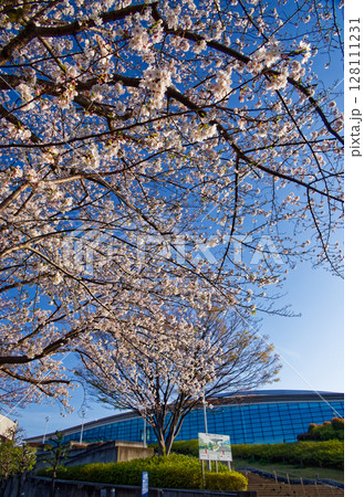 横浜国際プールの桜 横浜国際プールの桜 128111231