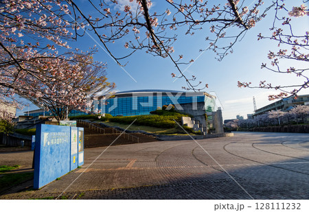 横浜国際プールの桜 横浜国際プールの桜 128111232