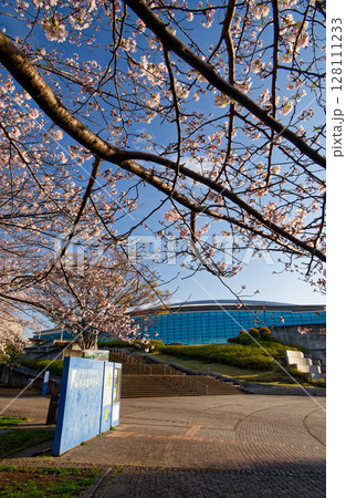 横浜国際プールの桜 横浜国際プールの桜 128111233