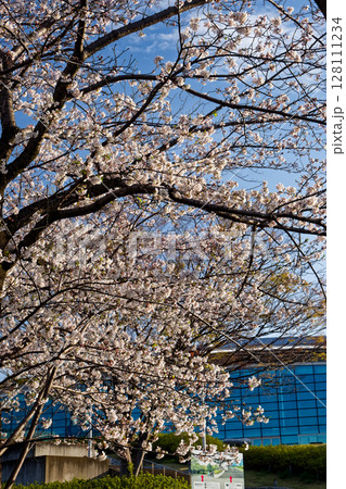 横浜国際プールの桜 128111234