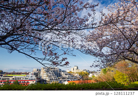 横浜国際プールの桜 128111237