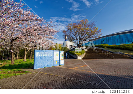 横浜国際プールの桜 128111238