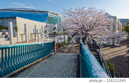 横浜国際プールの桜 横浜国際プールの桜 128111245