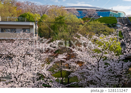 横浜国際プールの桜 横浜国際プールの桜 128111247