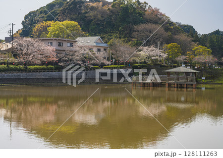 静岡市の清水船越堤公園の桜の風景(静岡県) 128111263