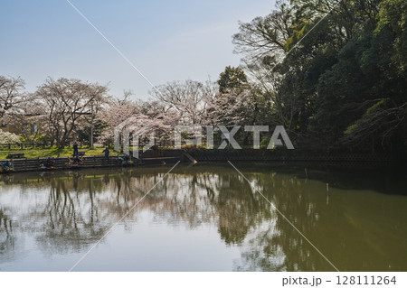 静岡市の清水船越堤公園の桜の風景(静岡県) 128111264