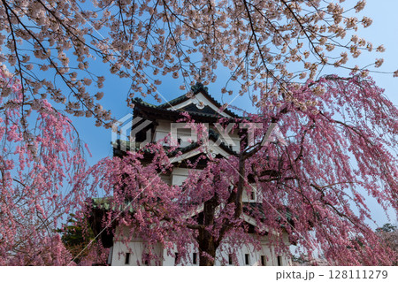 青森県弘前市下白銀町弘前公園　ベニシダレザクラやソメイヨシノに囲まれた青空の弘前城天守閣の景色 128111279