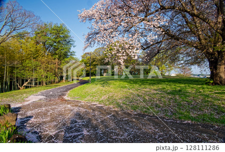 港北ニュータウン・中川八幡山公園の桜 港北ニュータウン・中川八幡山公園の桜 128111286