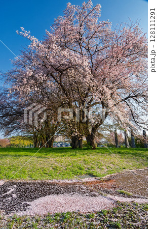 港北ニュータウン・中川八幡山公園の桜 128111291