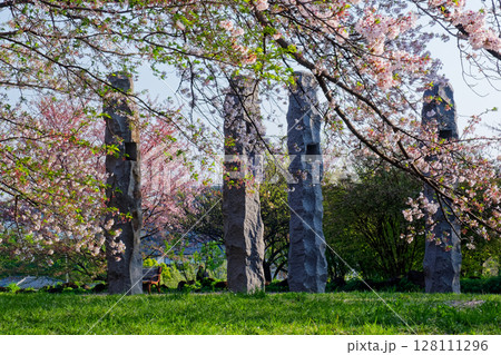 港北ニュータウン・中川八幡山公園の桜 港北ニュータウン・中川八幡山公園の桜 128111296