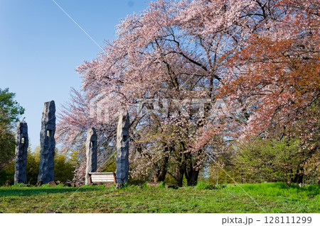 港北ニュータウン・中川八幡山公園の桜 港北ニュータウン・中川八幡山公園の桜 128111299