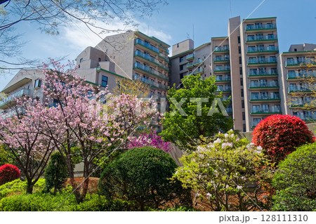 港北ニュータウン・センター南の団地と八重桜 港北ニュータウン・センター南の団地と八重桜 128111310