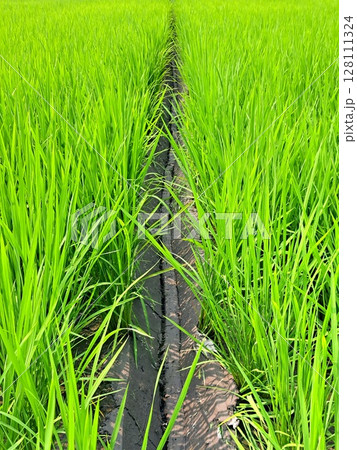 田んぼ  水はけ溝 128111324