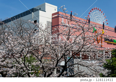 港北ニュータウン・大棚杉山神社の桜とモザイクモール 128111411