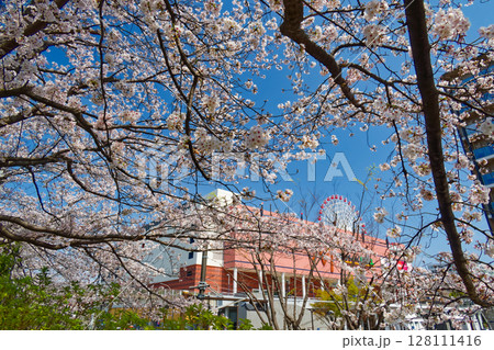 港北ニュータウン・大棚杉山神社の桜とモザイクモール 港北ニュータウン・大棚杉山神社の桜とモザイクモール 128111416