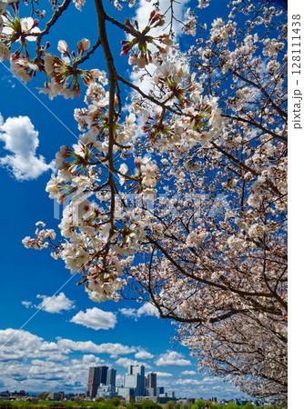 多摩川堤防のサクラと武蔵小杉のタワーマンション群 多摩川堤防のサクラと武蔵小杉のタワーマンション群 128111438