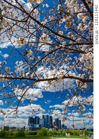 多摩川堤防のサクラと武蔵小杉のタワーマンション群 128111442