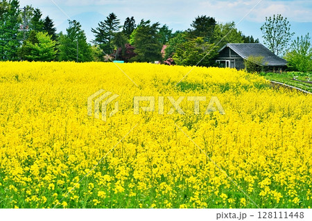 菜の花畑 (北海道千歳市 花茶) 菜の花畑 (北海道千歳市 花茶) 128111448