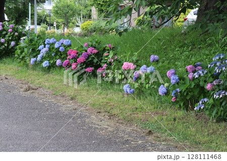 初夏の公園に咲くカラフルなアジサイの花 128111468