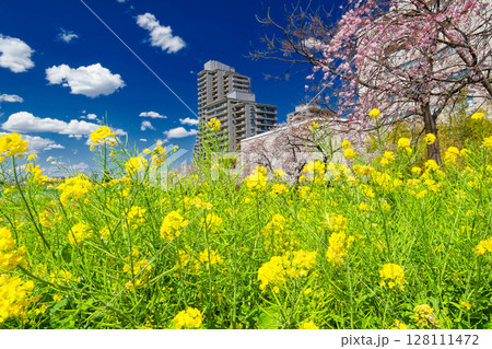 多摩川の桜・菜の花と高層マンション 多摩川の桜・菜の花と高層マンション 128111472