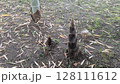 たけのこ 128111612
